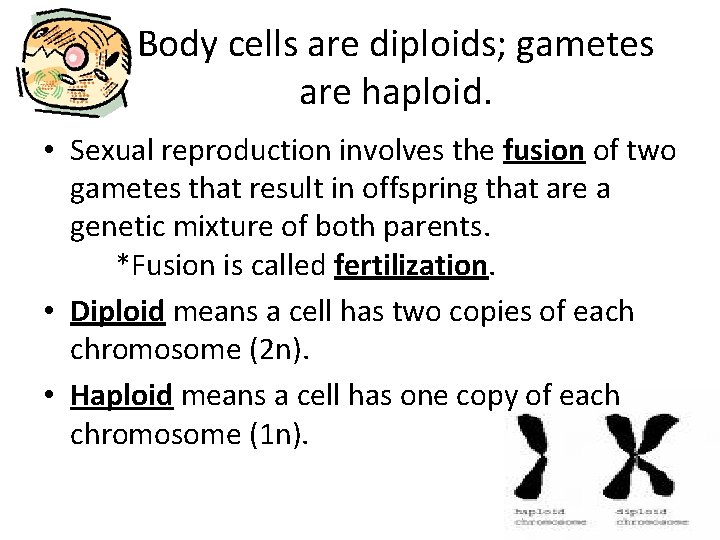 Body cells are diploids; gametes are haploid. • Sexual reproduction involves the fusion of