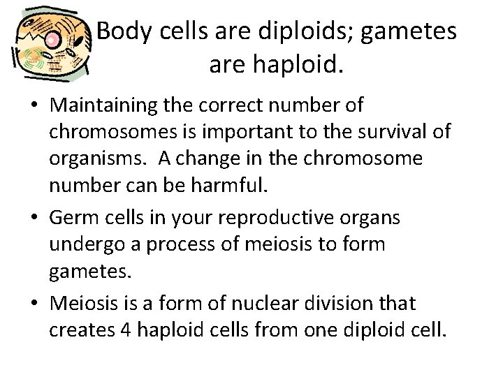 Body cells are diploids; gametes are haploid. • Maintaining the correct number of chromosomes