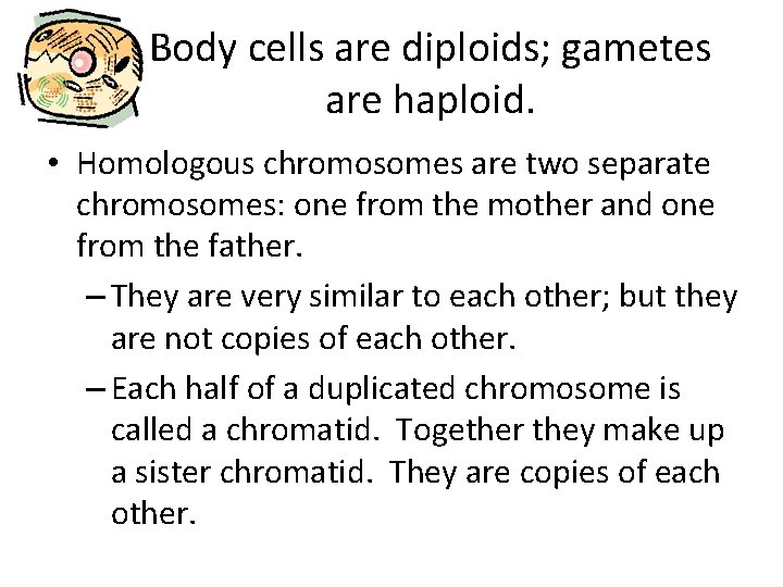 Body cells are diploids; gametes are haploid. • Homologous chromosomes are two separate chromosomes: