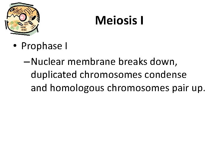 Meiosis I • Prophase I – Nuclear membrane breaks down, duplicated chromosomes condense and