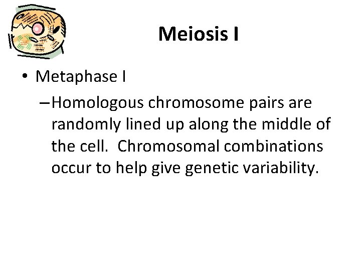 Meiosis I • Metaphase I – Homologous chromosome pairs are randomly lined up along