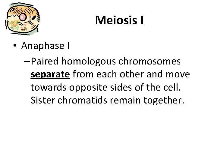 Meiosis I • Anaphase I – Paired homologous chromosomes separate from each other and