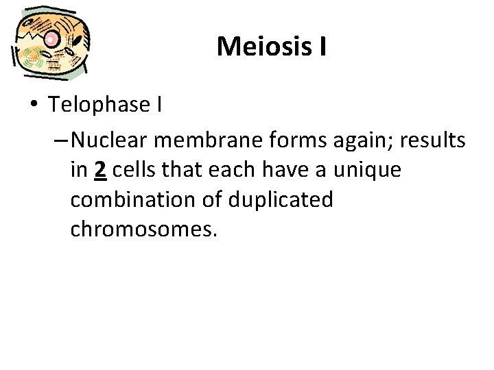 Meiosis I • Telophase I – Nuclear membrane forms again; results in 2 cells