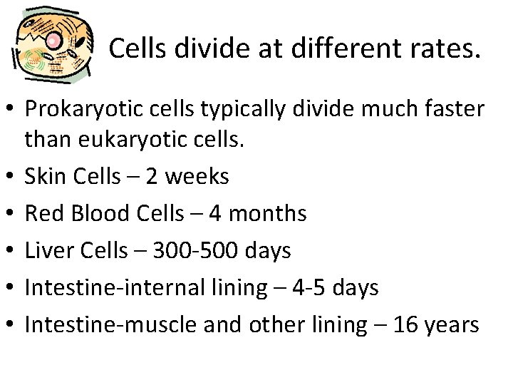 Cells divide at different rates. • Prokaryotic cells typically divide much faster than eukaryotic