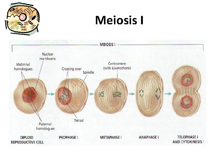 Meiosis I 