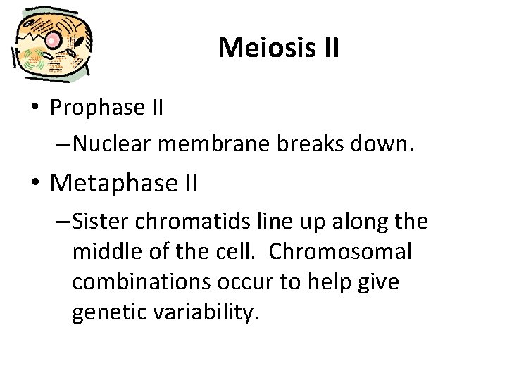 Meiosis II • Prophase II – Nuclear membrane breaks down. • Metaphase II –