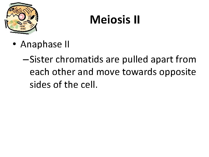 Meiosis II • Anaphase II – Sister chromatids are pulled apart from each other