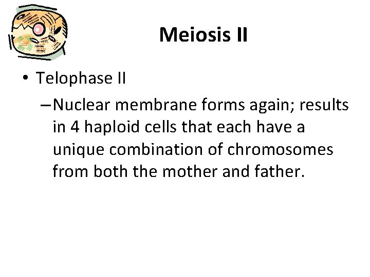 Meiosis II • Telophase II – Nuclear membrane forms again; results in 4 haploid