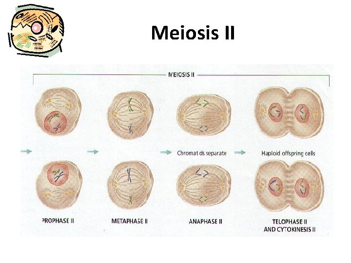 Meiosis II 
