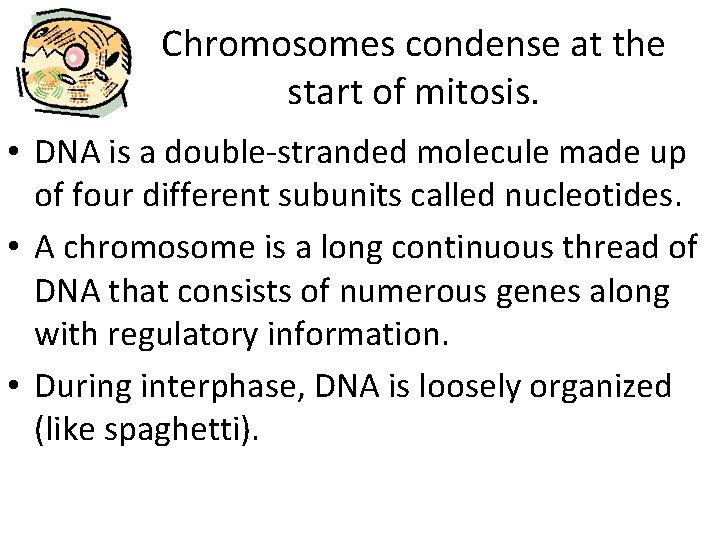 Chromosomes condense at the start of mitosis. • DNA is a double-stranded molecule made