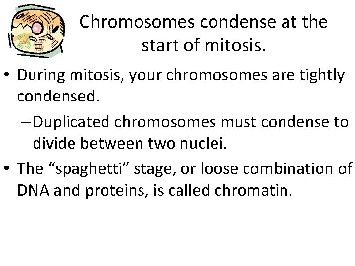 Chromosomes condense at the start of mitosis. • During mitosis, your chromosomes are tightly
