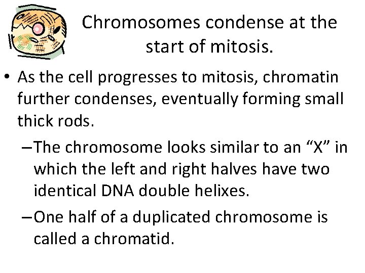 Chromosomes condense at the start of mitosis. • As the cell progresses to mitosis,