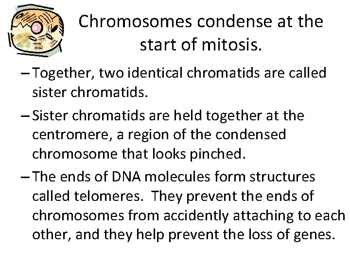 Chromosomes condense at the start of mitosis. – Together, two identical chromatids are called