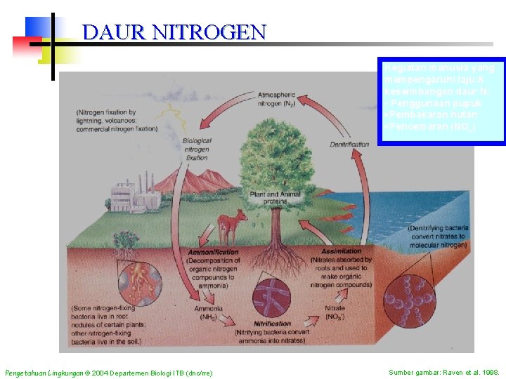 DAUR NITROGEN Kegiatan manusia yang mempengaruhi laju & keseimbangan daur N: • Penggunaan pupuk