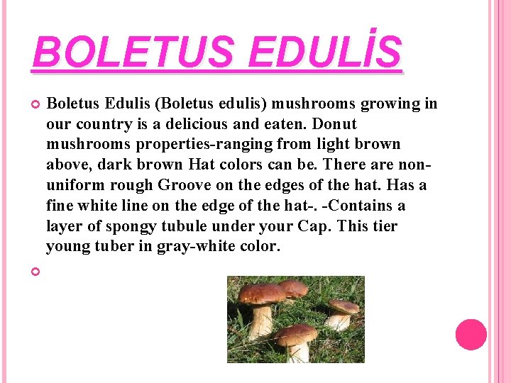BOLETUS EDULİS Boletus Edulis (Boletus edulis) mushrooms growing in our country is a delicious