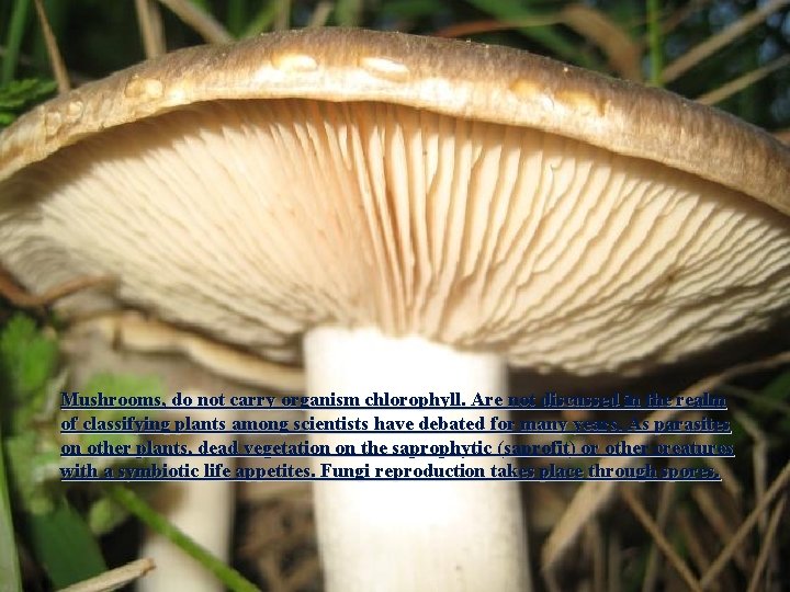 Mushrooms, do not carry organism chlorophyll. Are not discussed in the realm of classifying