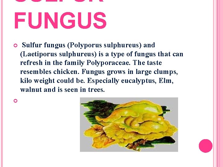 SULFUR FUNGUS Sulfur fungus (Polyporus sulphureus) and (Laetiporus sulphureus) is a type of fungus