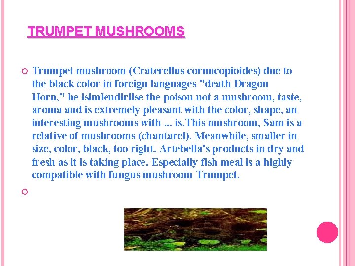 TRUMPET MUSHROOMS Trumpet mushroom (Craterellus cornucopioides) due to the black color in foreign languages