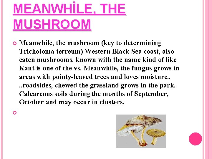 MEANWHİLE, THE MUSHROOM Meanwhile, the mushroom (key to determining Tricholoma terreum) Western Black Sea
