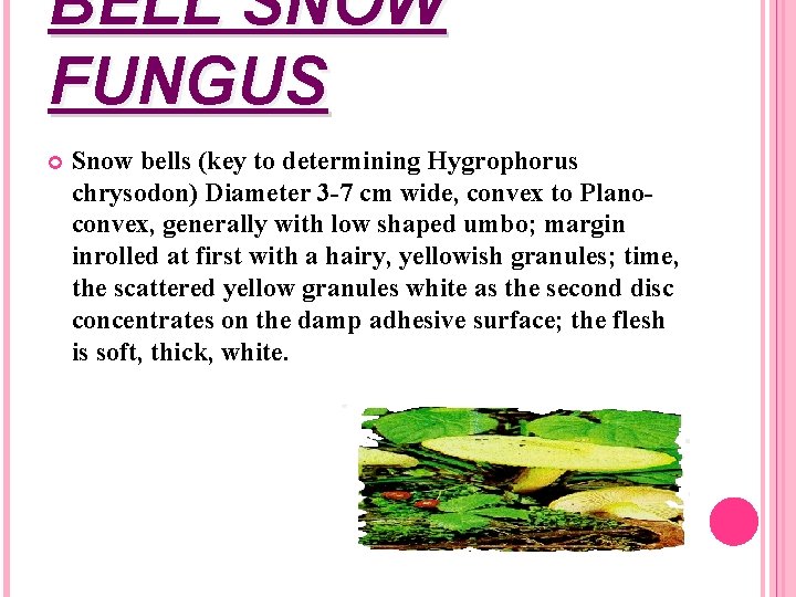 BELL SNOW FUNGUS Snow bells (key to determining Hygrophorus chrysodon) Diameter 3 -7 cm