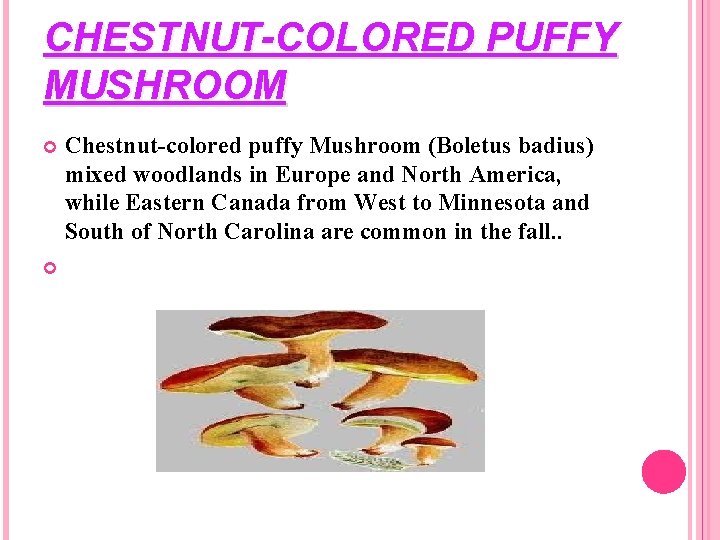 CHESTNUT-COLORED PUFFY MUSHROOM Chestnut-colored puffy Mushroom (Boletus badius) mixed woodlands in Europe and North