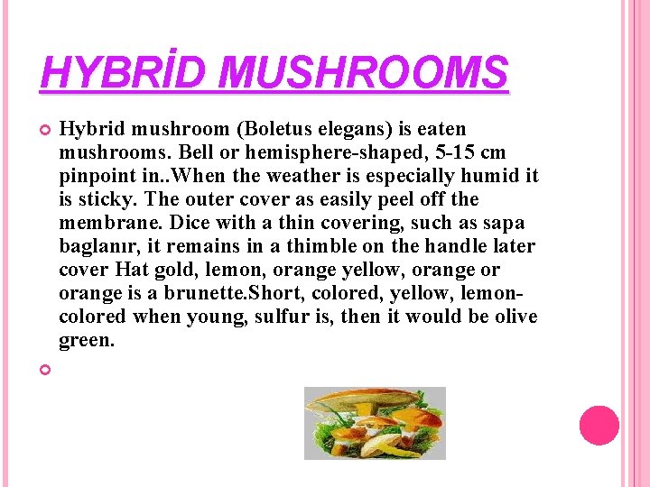 HYBRİD MUSHROOMS Hybrid mushroom (Boletus elegans) is eaten mushrooms. Bell or hemisphere-shaped, 5 -15