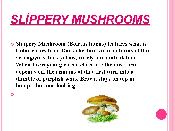 SLİPPERY MUSHROOMS Slippery Mushroom (Boletus luteus) features what is Color varies from Dark chestnut