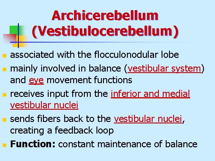 Archicerebellum (Vestibulocerebellum) n n n associated with the flocculonodular lobe mainly involved in balance