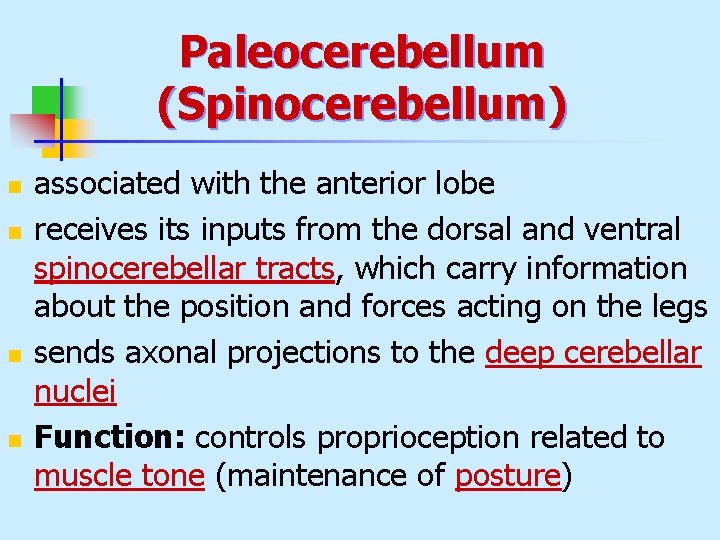 Paleocerebellum (Spinocerebellum) n n associated with the anterior lobe receives its inputs from the