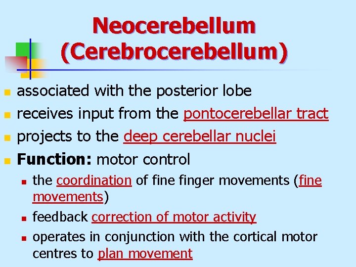Neocerebellum (Cerebrocerebellum) n n associated with the posterior lobe receives input from the pontocerebellar