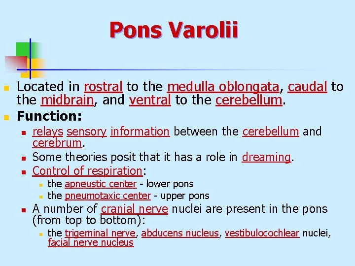 Pons Varolii n n Located in rostral to the medulla oblongata, caudal to the