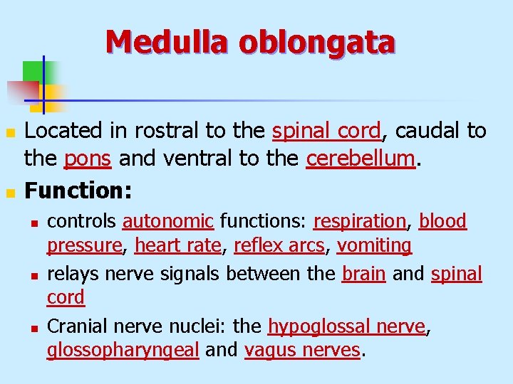 Medulla oblongata n n Located in rostral to the spinal cord, caudal to the
