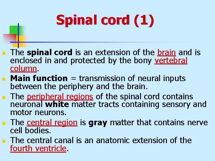 Spinal cord (1) n n n The spinal cord is an extension of the