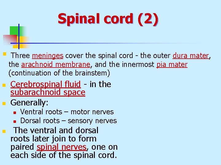 Spinal cord (2) § n n Three meninges cover the spinal cord - the