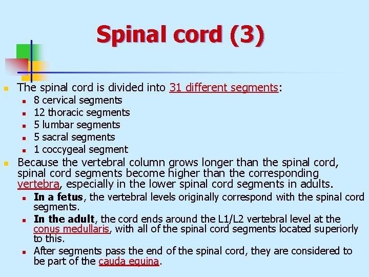 Spinal cord (3) n The spinal cord is divided into 31 different segments: n