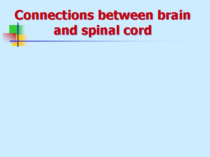 Connections between brain and spinal cord Connections between brain and spinal cord