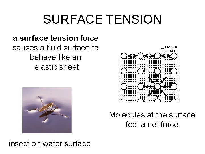 SURFACE TENSION a surface tension force causes a fluid surface to behave like an