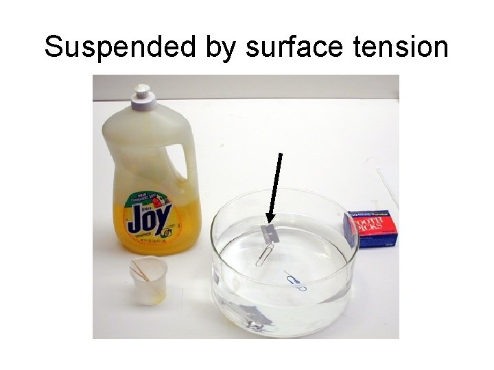 Suspended by surface tension 