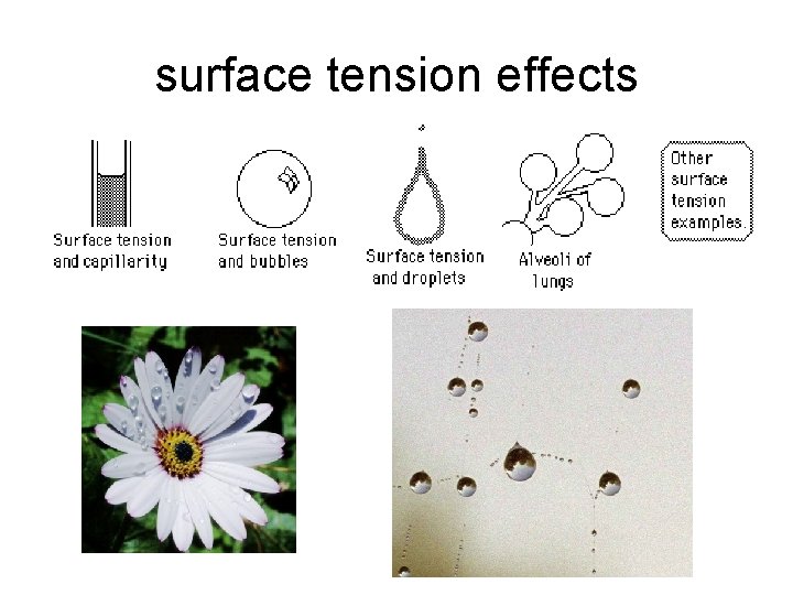 surface tension effects 