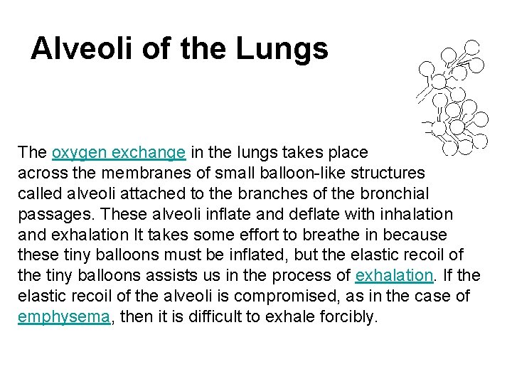 Alveoli of the Lungs The oxygen exchange in the lungs takes place across the