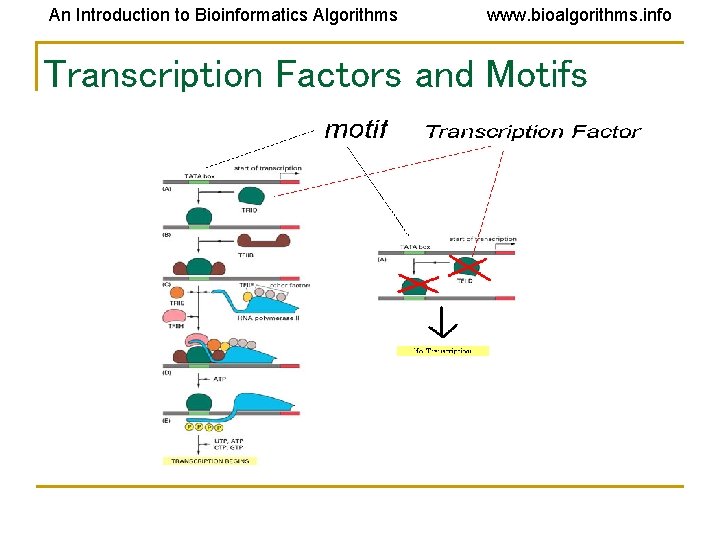 An Introduction to Bioinformatics Algorithms www. bioalgorithms. info Transcription Factors and Motifs 