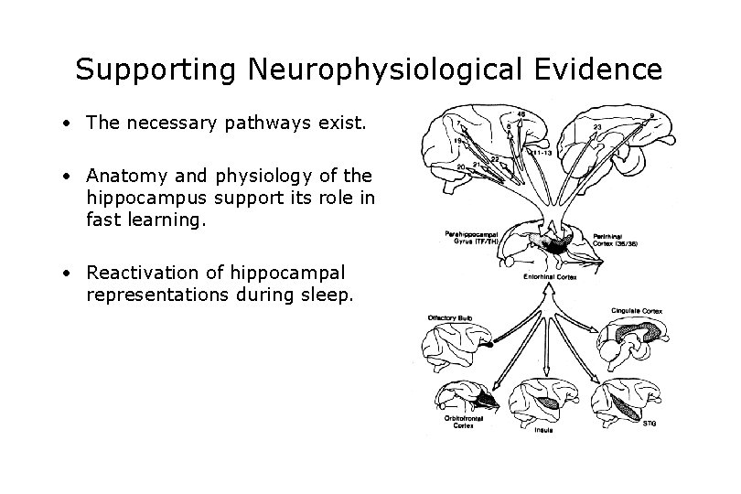 Supporting Neurophysiological Evidence • The necessary pathways exist. • Anatomy and physiology of the