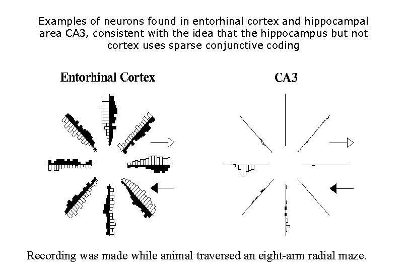 Examples of neurons found in entorhinal cortex and hippocampal area CA 3, consistent with