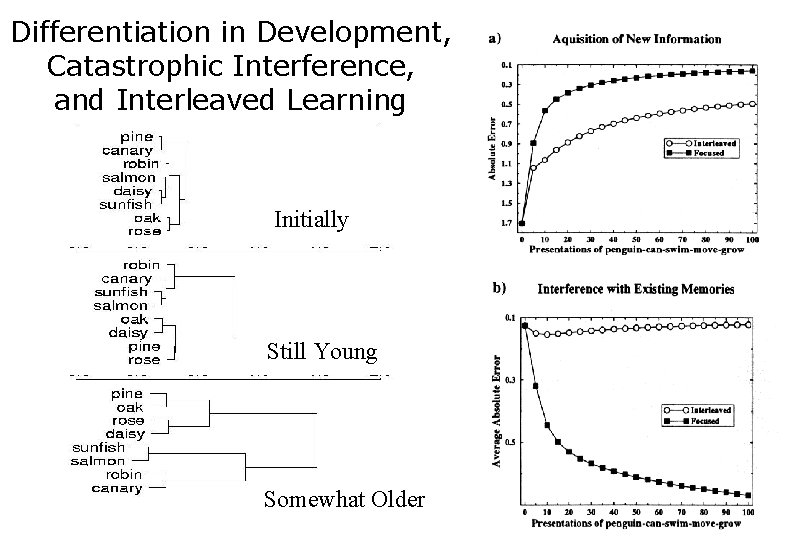 Differentiation in Development, Catastrophic Interference, and Interleaved Learning Initially Still Young Somewhat Older 
