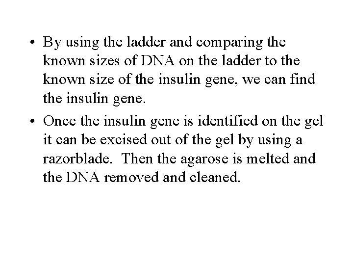 • By using the ladder and comparing the known sizes of DNA on • By using the ladder and comparing the known sizes of DNA on