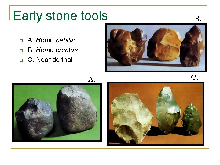 Early stone tools q q q B. A. Homo habilis B. Homo erectus C.