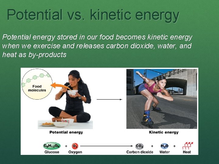 Potential vs. kinetic energy Potential energy stored in our food becomes kinetic energy when