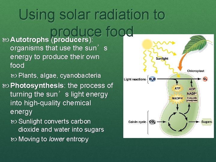 Using solar radiation to produce food Autotrophs (producers): organisms that use the sun’s energy