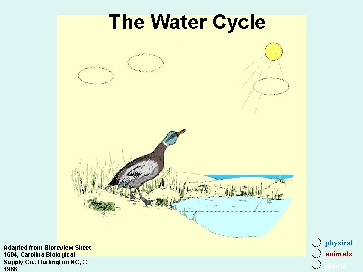 The Water Cycle Adapted from Bioreview Sheet 1604, Carolina Biological Supply Co. , Burlington