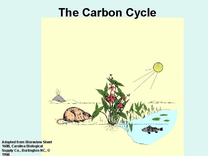 The Carbon Cycle Adapted from Bioreview Sheet 1600, Carolina Biological Supply Co. , Burlington